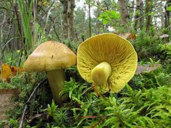 Зеленушка гриб польза и вред