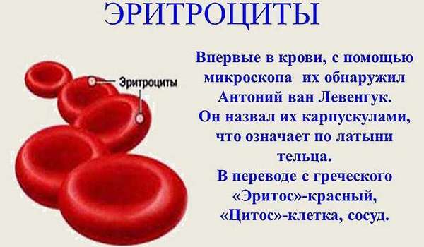 Производство красных кровяных телец