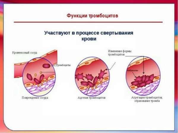 Нормы тромбоцитов, анализ по методу Фонио, способы нормализации