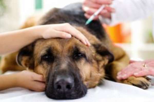 Отравление у собак: симптомы, помощь и лечение