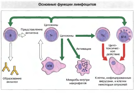 Что значит, понижение нейтрофилов и повышение лимфоцитов в организме человека?