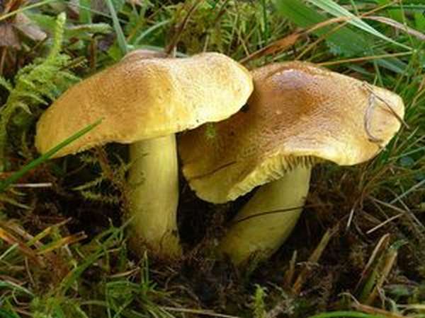 Польза и вред грибов зеленушек