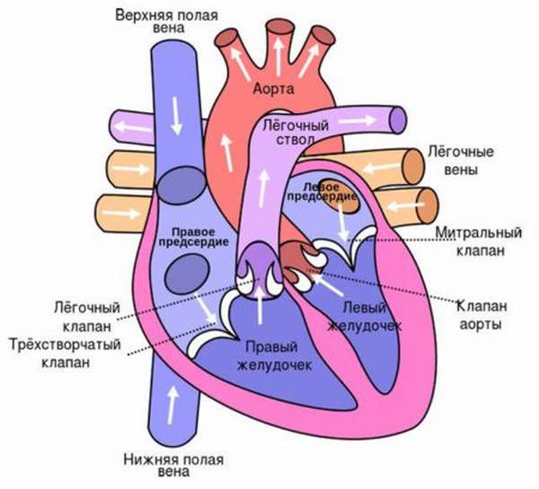Особенности инфаркта задней стенки сердца и его отличия от других типов патологии