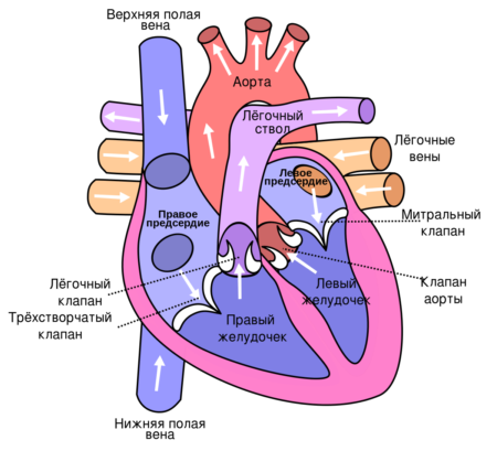 Причины появления тромба в сердце, первые признаки, симптомы и последствия данного состояния