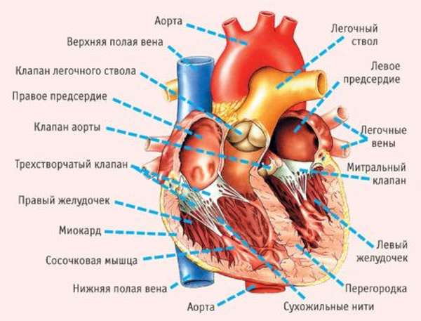 Причины болей сердца в 24 года, дифференциальная диагностика, лечение и средства профилактики