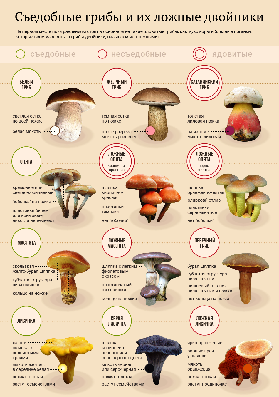 Отравление грибами симптомы, лечение, профилактика