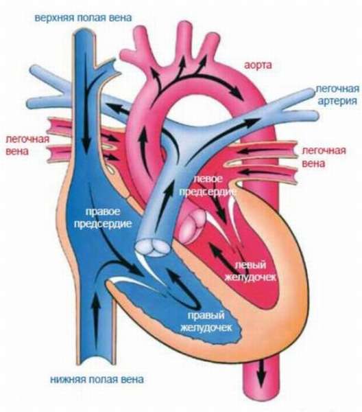 Особенности проявлений порока сердца и его влияние на качество жизни человека