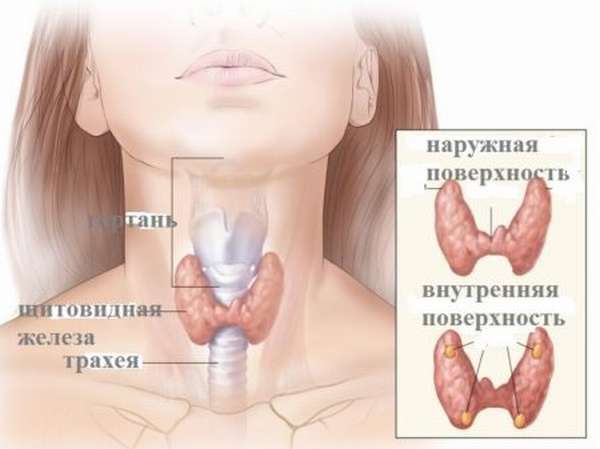 Показания к назначению анализов на гормоны щитовидной железы, нормы у женщин и отклонения